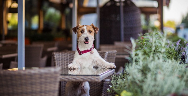 Dog Friendly Pubs Near Me